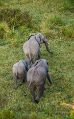 Elephant in the savanna. Shooting from hot air balloon. Africa. Kenya. Tanzania. Serengeti. Maasai Mara. An excellent illustration.