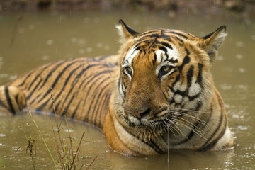 Fototapeta na wymiar The Prince- Indian Tiger laying in water