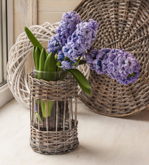 Fototapeta na wymiar Hyacinths bloom in the window