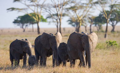 Group of elephants walking on the savannah. Africa. Kenya. Tanzania. Serengeti. Maasai Mara. An excellent illustration.