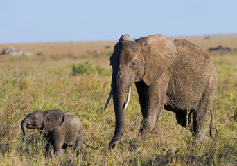 Naklejka na ściany i meble Baby elephant it goes close to his mother. Africa. Kenya. Tanzania. Serengeti. Maasai Mara. An excellent illustration.