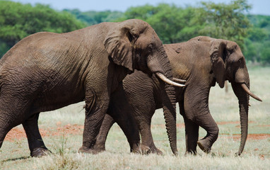 Two elephants are going  in Savannah. Africa. Kenya. Tanzania. Serengeti. Maasai Mara. An excellent illustration.