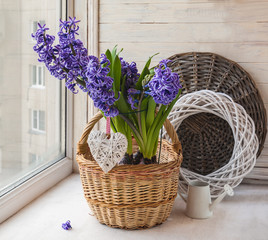Hyacinths in a basket  on the background braided circle