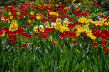 Beautiful spring flowers. colorful tulips. Floral Background.