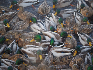 Duck on the river in winter