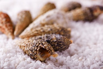 Detail of sea shell on white stones