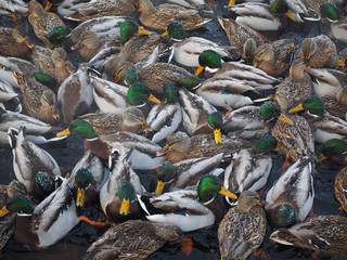 Duck on the river in winter
