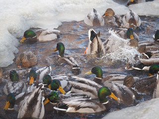 Duck on the river in winter