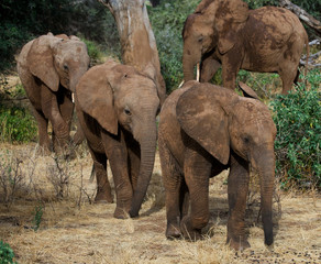 Fototapeta premium Three baby elephants are going to each other. Africa. Kenya. Tanzania. Serengeti. Maasai Mara. An excellent illustration.