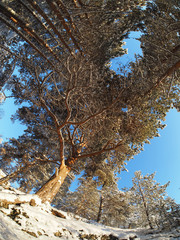 trees from the bottom up in a pine forest in winter