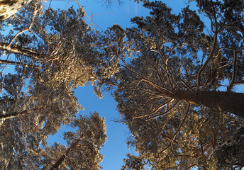 trees from the bottom up in a pine forest in winter