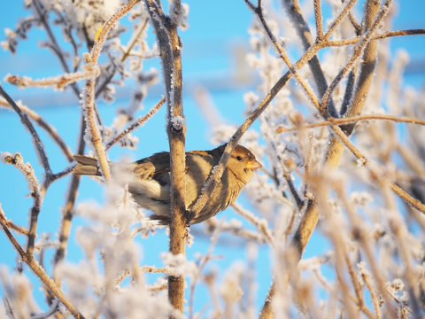 Sparrow on a branch in winter