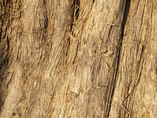Bark wood texture background old
