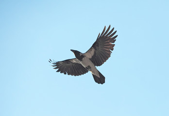 gray crow in the sky