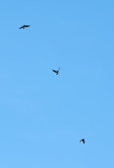 Fototapeta premium gray crow in the sky