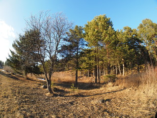 Fototapeta premium bush in the woods