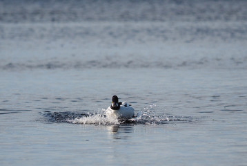 duck goldeneye on the lake