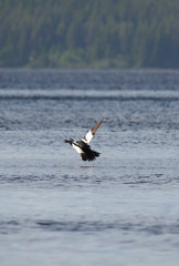 duck goldeneye on the lake