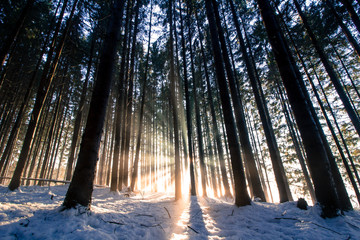 Sonnenstrahlen in winterlichem Wald, Weitwinkel