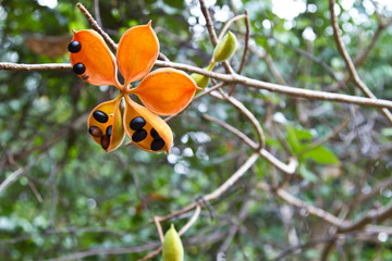 Flowers on a tree in Koh Ngai island Thailand