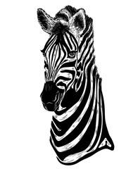portrait of zebra on a white background