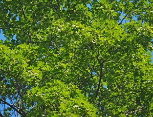 Fototapeta na wymiar green leaves of maple