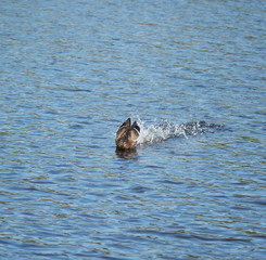 duck on the lake