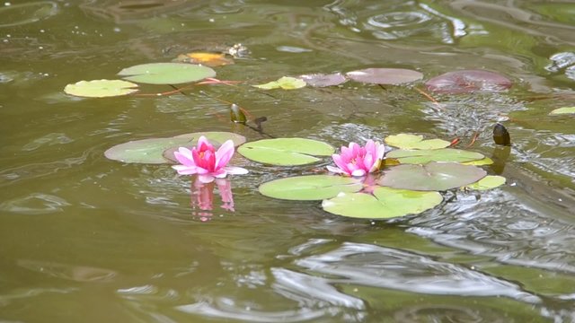 beautiful pink water lily (lotus)