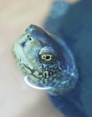 portrait of turtle