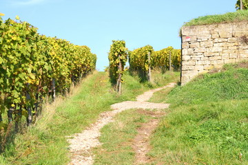 Weinreben in der Pfalz
