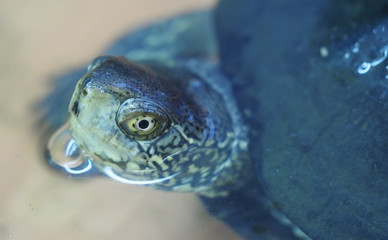 portrait of turtle