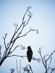 waxwings in the forest