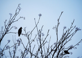 waxwings in the forest