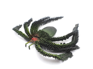 toy spider on a white background