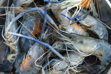Fresh shrimp at the market for sell