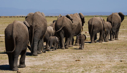 Fototapeta na wymiar Group of elephants walking on the savannah. Africa. Kenya. Tanzania. Serengeti. Maasai Mara. An excellent illustration.