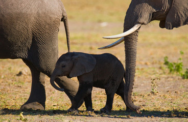 Fototapety  Słoniątko zbliża się do swojej matki. Afryka. Kenia. Tanzania. Serengeti. Masajów Mara. Doskonała ilustracja.