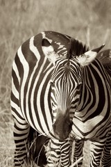 Fototapeta na wymiar Zebra in schwarz-weiß