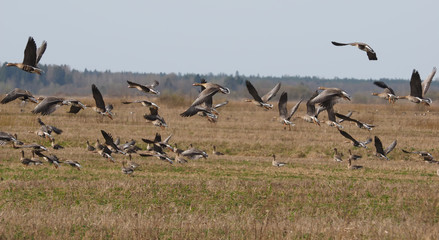 gaggle