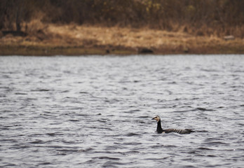 Barnacle Goose on the river