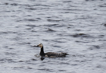 Barnacle Goose on the river