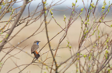 Bluethroat on a tree