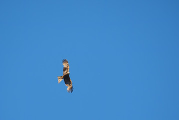 bird of prey in the sky