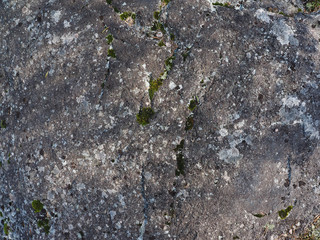 Lichen on stone