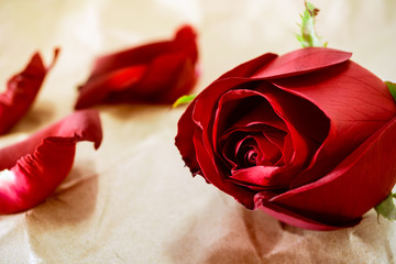 Red rose on brown crumpled paper background