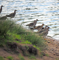 Sandpiper on the river