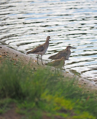 Sandpiper on the river