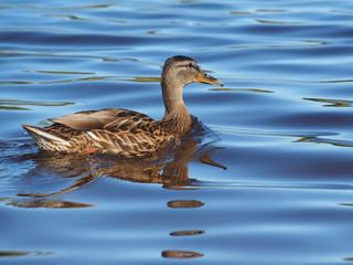 duck on the lake