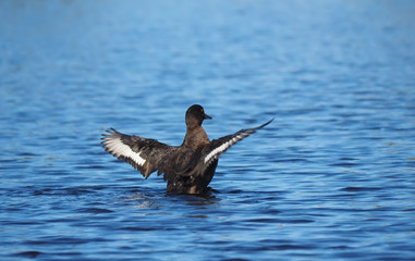 tufted duck on the lake