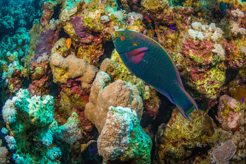 Parrotfish